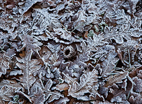 “Ricami di gelo“ (nei pressi di Madonna della Valle).