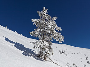 “Suggestioni natalizie“ (risalendo i fianchi del Vallone dei Puzzilli).