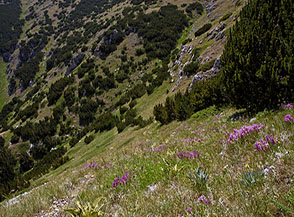 Sui ripidi pendii in fiore alla testata del Fosso la Valle.