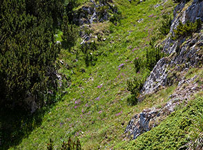 Scorcio tra i prati e i mughi in Alto Fosso la Valle.