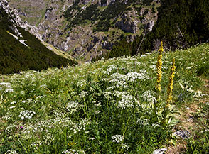 Diffusa fioritura di Carota selvatica (Daucus carota) sui prati della parte alta del Fosso la Valle.