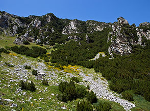 La mugheta si espande fra le rupi sul fianco del Fosso la Valle.