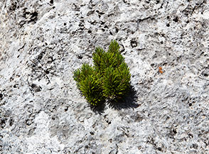 Un giovanissimo pino mugo cresciuto sulla roccia di un masso nel Fosso la Valle.