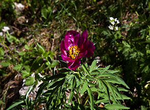 Lo sgargiante fiore della Peonia selvatica (Peonia officinalis) nel Fosso la Valle.
