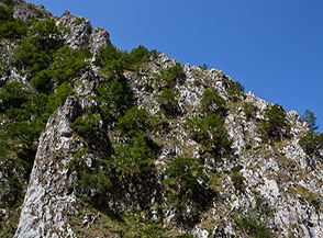 Carpini bianchi sulle rupi che gravano su Fosso la Valle.