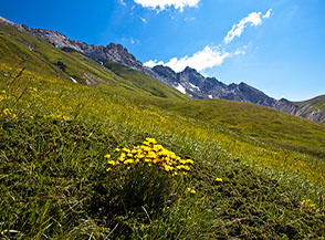 &ldquo;Cuore giallo&ldquo; (fioritura sui pendii sotto Vado di Piaverano).