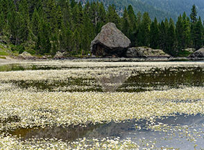 La fitta fioritura del Ranuncolo acquatico tinge di bianco il Lac de la Servaz.
