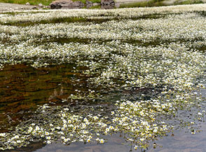 La fitta fioritura del Ranuncolo acquatico tinge di bianco il Lac de la Servaz.