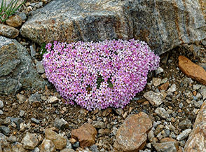 Un cuscinetto di fiori dell’Androsace dei ghiacciai (Andorsace alpina L.) incontrato presso il Lac Gelé.