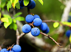Particolare sugli acini di un Prugnolo o Prugno selvatico (Prunus spinosa) presso il Rifugio la Fossa in Val Roveto.