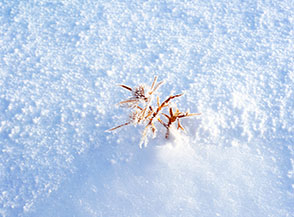 Anche un piccolo stelo secco trova il suo perch&eacute; nel meraviglioso disegno della Natura.