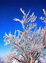 Rami di faggio addobbati per il nuovo anno.