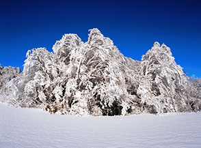 Il bosco lungo la cresta di Collelungo ancora stretto nel gelido abbraccio lasciatogli da una tormenta di neve.
