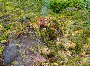 Particolare della vegetazione alle Furnas do Enxofre.