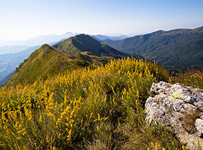 Un giallo tappeto di fiori ci accoglie sulla cima dell&rsquo;Alpe di Vallestrina.