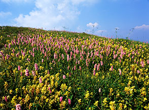 Fioritura di Poligono bistorta (Polygonum bistorta) sulla Nave, la cresta sommitale del Monte Grappa.