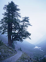 Il monumentale larice del Vallone del Piz.