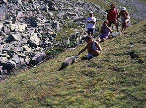 &ldquo;Fiducia reciproca&rdquo; (marmotta particolarmente audace nel Vallone di Lauzanier).