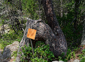 &ldquo;Indomabile&ldquo; (Pino uncinato, Pinus uncinata, nella Valey de Chalany).