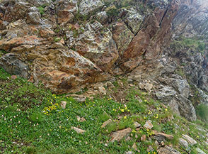 Anche nelle giornate pi&ugrave; buie i fiori tra le roccie non smettono mai di riscaldarmi l&rsquo;animo (salendo al Col d&rsquo;Etsely).