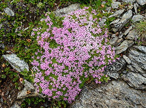Come non lasciarsi catturare dalla delicata fioritura della Silene a cuscinetto (Silene acaulis Jacq.).
