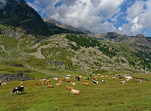 Mucche al pascolo sui prati di Dondena.