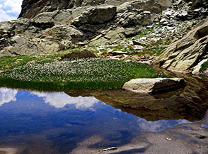 I soffici, bianchi piumini dell&rsquo;Erioforo rotondo (Eriophorum scheuchzeri) ingentiliscono le sponde dei laghi alpini, come qui ai margini di un laghetto di fusione sulla Via Normale al Sasso Nero.