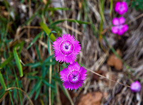 I magnifici e profumati fiori del Garofano di Seguier o dei prati (Dianthus seguieri) punteggiano il sentiero per la Foce di Giovo.
