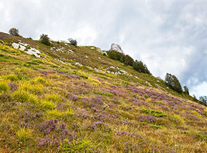 Cuscini di Erica carnicina o Brugo (Erica carnea L.) nei pressi della Foce di Giovo.