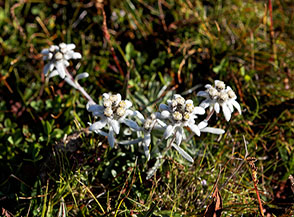 Fiori di Stella alpina (Leontopodium nivale subsp. alpinum Greuter), conosciuta anche col nome tedesco di edelweiss, sui prati al Passo Alpe di Tires.