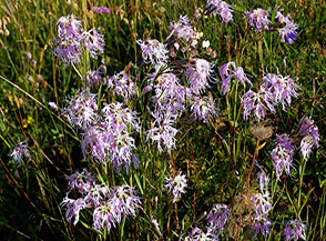 La profumata fioritura del Garofano a pennacchio (Dianthus superbus L.) in Val Duron.