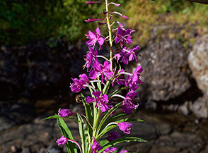 Fiori di Garofanino maggiore (Epilobium angustifolium L.), conosciuto anche sotto molti altri nomi tra cui Garofanino dei boschi o Gambi rossi, nei pressi del Rifugio Zallinger.