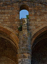 &ldquo;Il leoncino solitario&ldquo; (mura di Via delle Piagge).