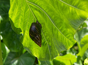 Una Chiocciola gigante africana si riposa al fresco (Anse Marie-Luise).