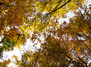 &ldquo;Cielo d&rsquo;Autunno&ldquo; (Bosco di Collelungo).