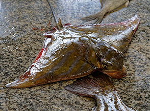Razza (mercato del pesce di Barka).
