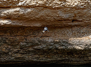 Un Airone cenerino (Ardea cinerea L.) cerca un po&rsquo; di fresco nel Bimmah Sinkhole.