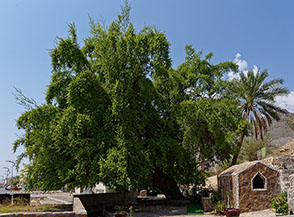 Il patriarca di Al-Khatmeen: un maestoso Giuggiolo (Ziziphus jujuba).