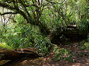 Alla presenza della Reina des Tamarins, un colossale tamarindo accasciato al suolo ma ancora vegeto nella Foret de Belouve.