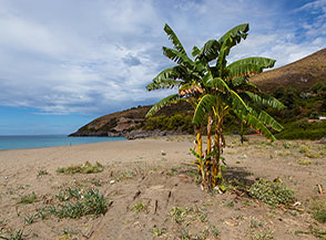 La presenza di alcuni banani inselvatichiti danno un tocco di esotico alla Spiaggia della Fenosa.