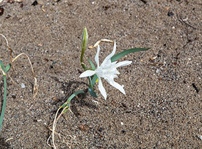 Numerosi Gigli di mare (Pancratium maritimum L.) con il loro candore adornano la Spiaggia della Fenosa.