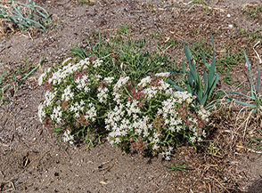 Fioritura di Finocchio marittimo (Crithmum maritimum) sulla Spiaggia della Fenosa.