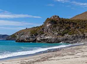 Gabbiani sulla battigia della Spiaggia di Capo Grosso, sullo sfondo si scorge la sagoma della Torre della Fenosa.