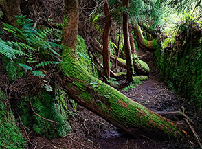 &ldquo;Percorso a ostacoli&ldquo; (nel bosco di criptomerie).