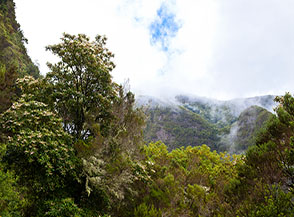 Fioritura di lauro nella Valle del Ribeiro Grande (Levada do Caldeirao Verde).