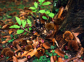 Le &ldquo;rosse&rdquo; di Marcetelli (castagne).