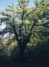 Quercia Bella: una roverella conosciuta dal 1100, che segn&ograve; a lungo il confine fra lo Stato Pontificio e quello delle Due Sicilie.