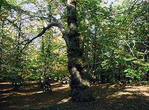 Castagni alle pezze di Fioravanti (Marcetelli).