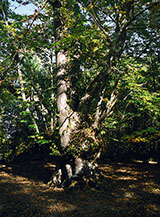 Plurisecolare castagno alle pezze di Fioravanti (Marcetelli).