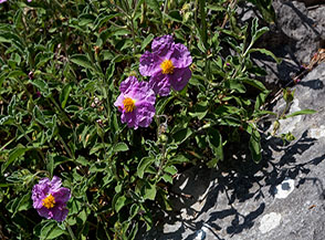 Fioritura di Cisto rosso o villoso (Cistus creticus) sulle Sette Serre.